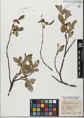 Foto von Salix glabra Scop.